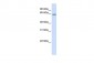 TCF7L2 antibody - middle region
